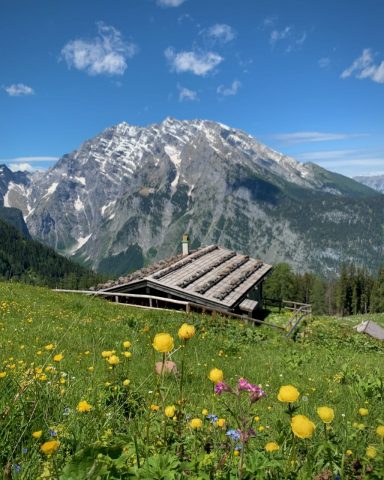 Alpine Wiese mit bunten Blumen, Holzhütte und schneebedecktem Berg im Hintergrund.